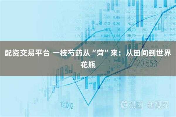配资交易平台 一枝芍药从“菏”来：从田间到世界花瓶